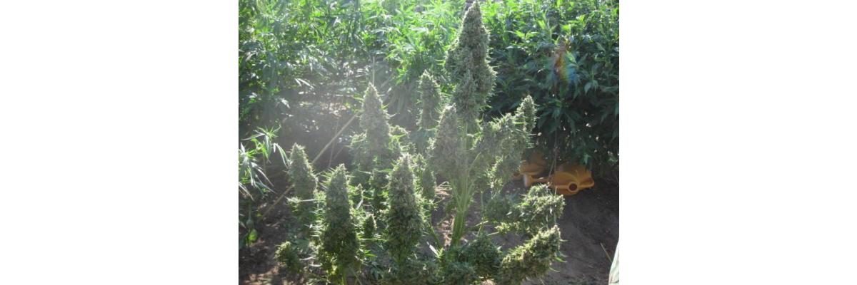 les graines de cannabis autofleurissantes