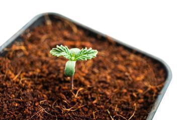 Pre-germinazione