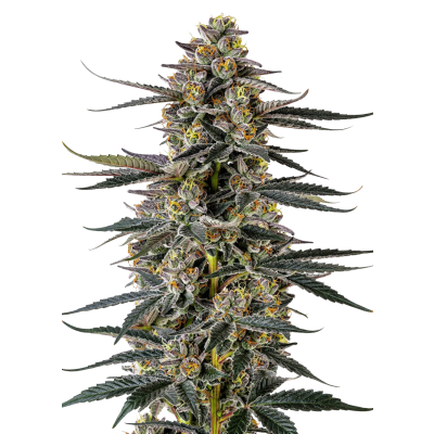 Growerschoice triploid iced sangria feminized seeds