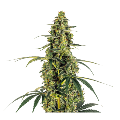 Monsterbud Autoflower