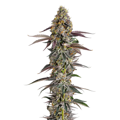 Platinum Mimosa Cookies Double XL Autoflower