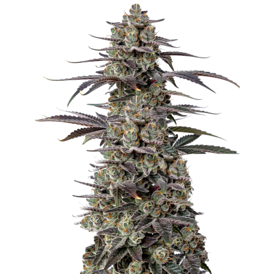 Triploid F1 Tropicana cherry