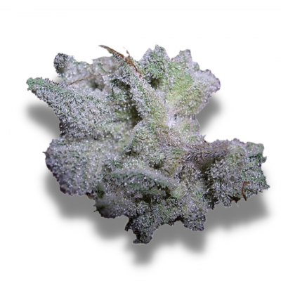 braindamage by growerschoice feminized cannabis seeds