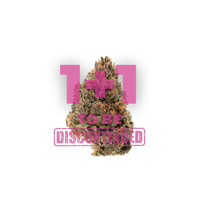 Tangie punch feminized cannabis seeds using the tangerine genetics