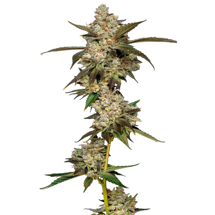 Banana Glue Banana Glue is the result of putting our Strawberry Banana male  together with our Gorilla Glue#4 mother. Out of this we selected one plant  that has about 50/50 of both