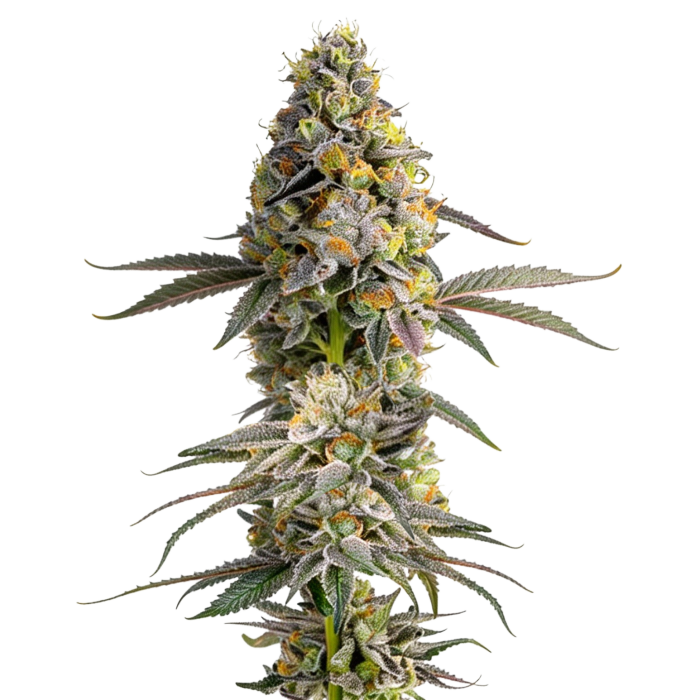 菓子 weed_Bt Zkittlez original american genetics by growerschoice cannabis seeds