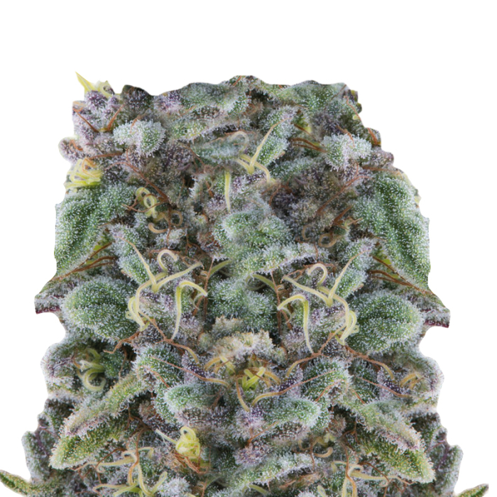 Zkittlez original american genetics by growerschoice cannabis seeds