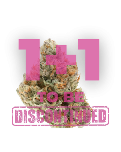 chocolate sherbet by growerschoice feminized cannabis seeds