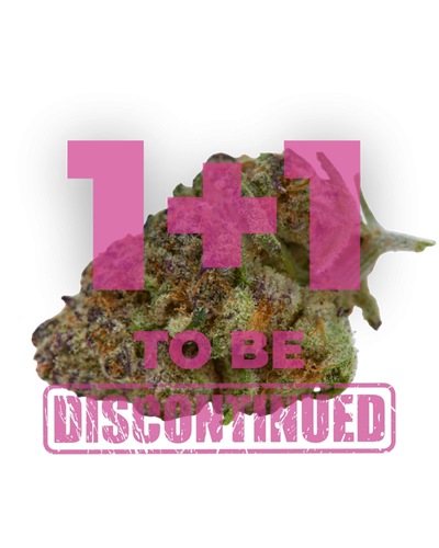 purple sunset by growerschoice feminized cannabis seeds