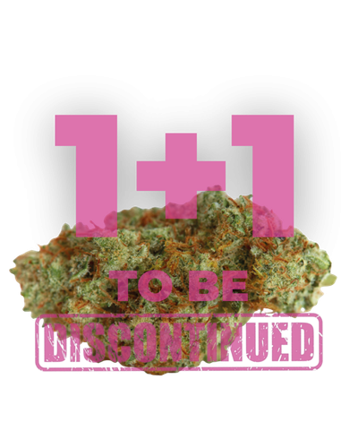 white fire gelato by growerschoice feminized cannabis seeds