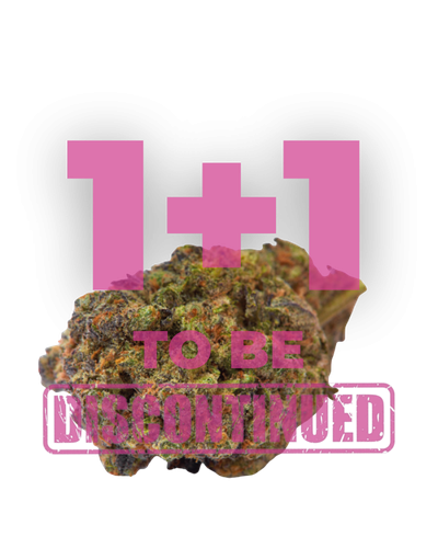 wifi punch by growerschoice feminized cannabis seeds