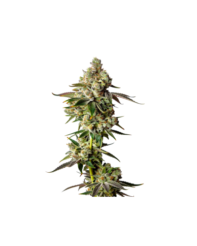 Apple Fritter Autoflower