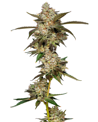 Banana Glue