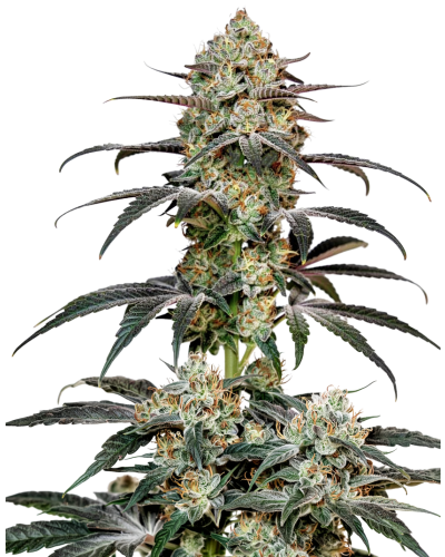 banana sherbet gefeminiseerde wietzaadjes van growerschoice.
