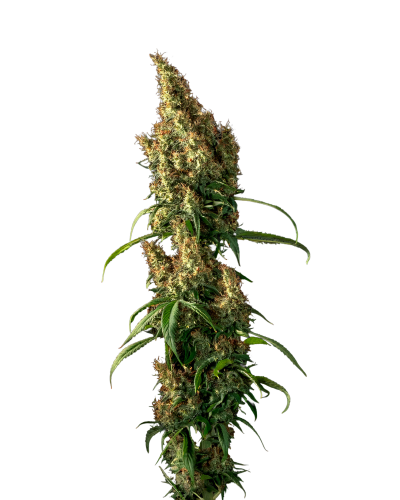 Beldia Gold