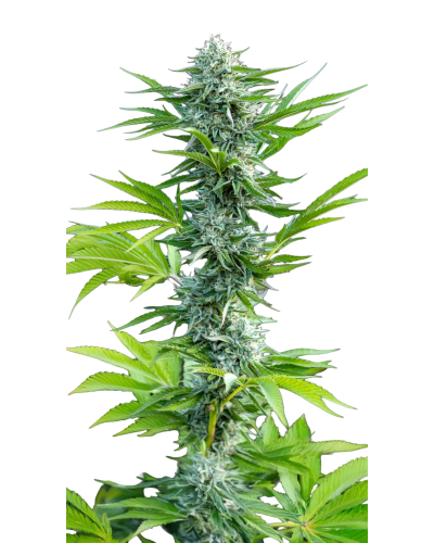 Beldia Lemon