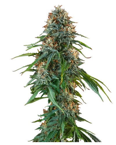 Beldia feminized cannabis seeds growerschoice