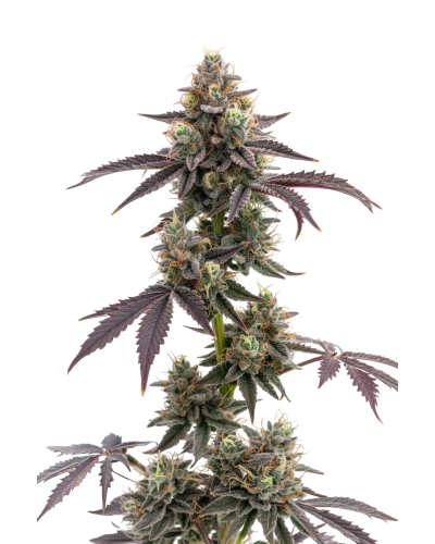 Blue Forest Berry