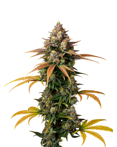braindamage autoflower by growerschoice