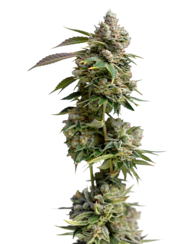 Bruce Banner Autoflower