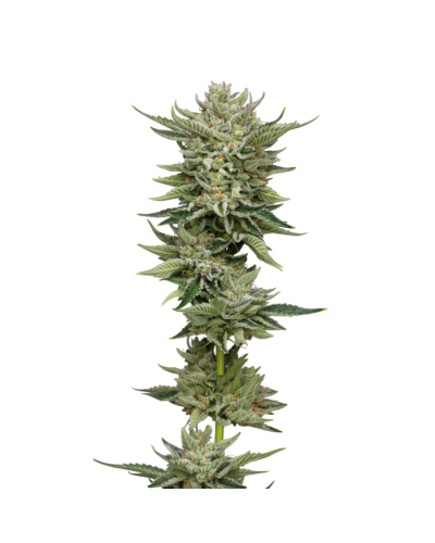 Bubblegum x Fat HOG