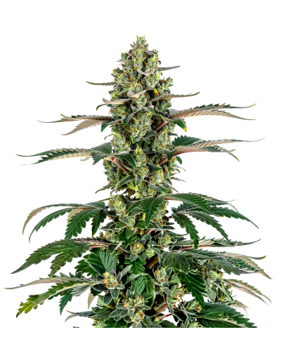 Charlotte's Dream CBD