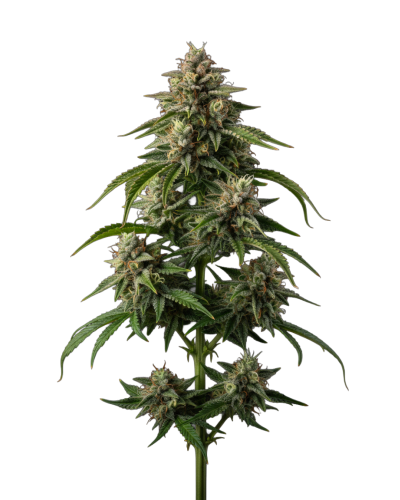 Cherry 7up autoflower limited edition