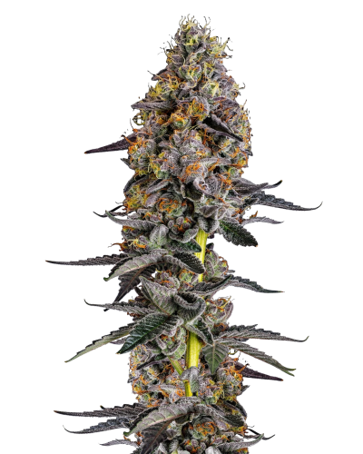 Growers Choice Autoflower Wietzaden Cannabiszaden Cherry Zoap