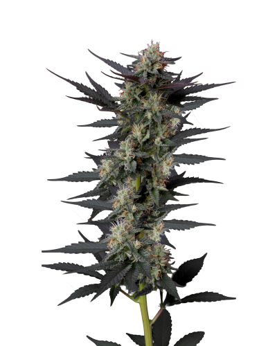 .Gello Z autoflower