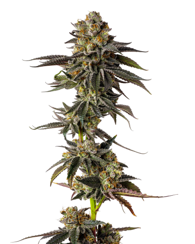 .Toad Poison autoflower