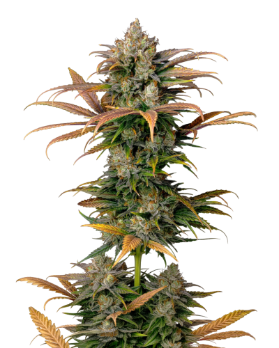 Frosty Gelato, Growerschoice feminized cannabis seeds, gefeminiseerde wietzaden, feminisierte hanfsamen, semillas feminizadas, Graines Feminisees

