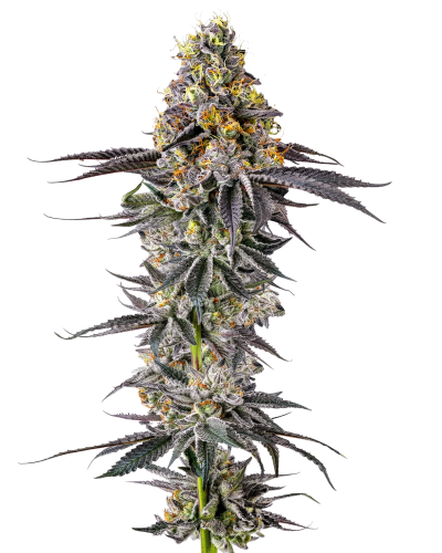 .Lobster Butter autoflower