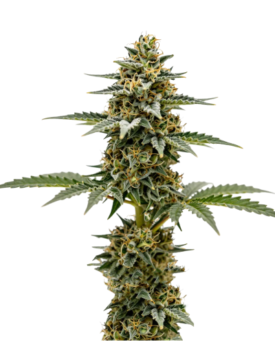 Lemon zkittlez autoflower limited edition