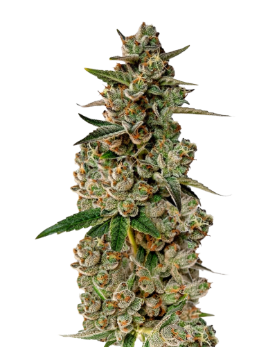 Monkey Glue autoflower