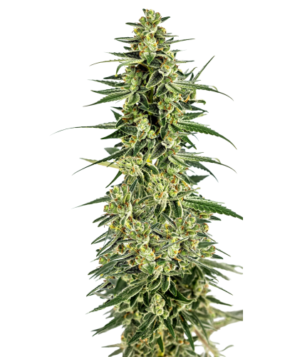 Permanent Whitemarker Autoflower
