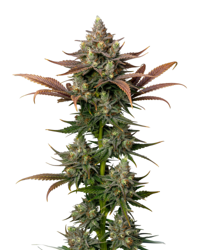 Rainbow Candy, Growerschoice feminized cannabis seeds, gefeminiseerde wietzaden, feminisierte hanfsamen, semillas feminizadas, Graines Feminisees

