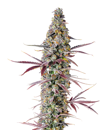 Red Banana Berry