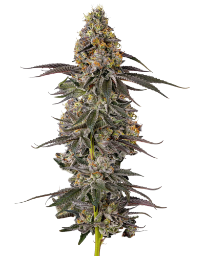 Growerschoice triploid sticky wasabi feminized seeds