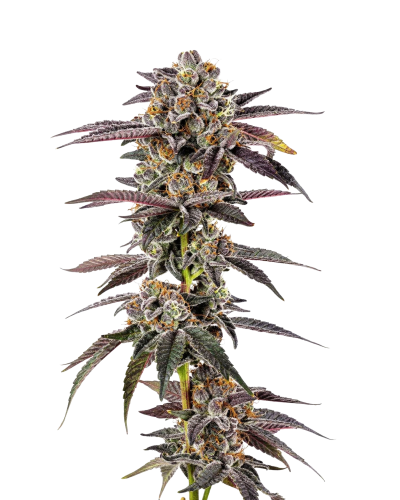 Growerschoice Feminizes SuperBoof
