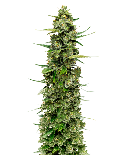 The Real Amnesia Autoflower