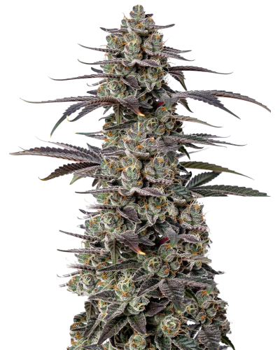 Triploid F1 Tropicana cherry