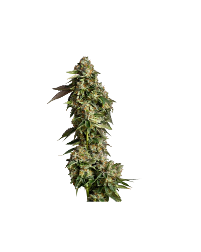 Ultra Violet GMO, Growerschoice feminized cannabis seeds, gefeminiseerde wietzaden, feminisierte hanfsamen, semillas feminizadas, Graines Feminisees

