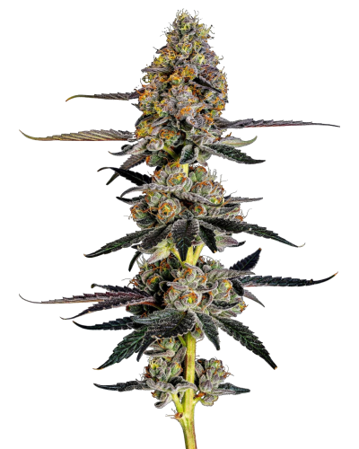 Watermelon Punch, Growerschoice feminized cannabis seeds, gefeminiseerde wietzaden, feminisierte hanfsamen, semillas feminizadas, Graines Feminisees

