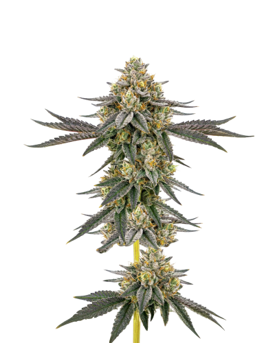 Weddingcake x Frosty Gelato, Growerschoice feminized cannabis seeds, gefeminiseerde wietzaden, feminisierte hanfsamen, semillas feminizadas, Graines Feminisees

