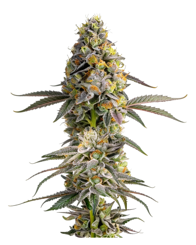 Zkittlez, Growerschoice feminized cannabis seeds, gefeminiseerde wietzaden, feminisierte hanfsamen, semillas feminizadas, Graines Feminisees

